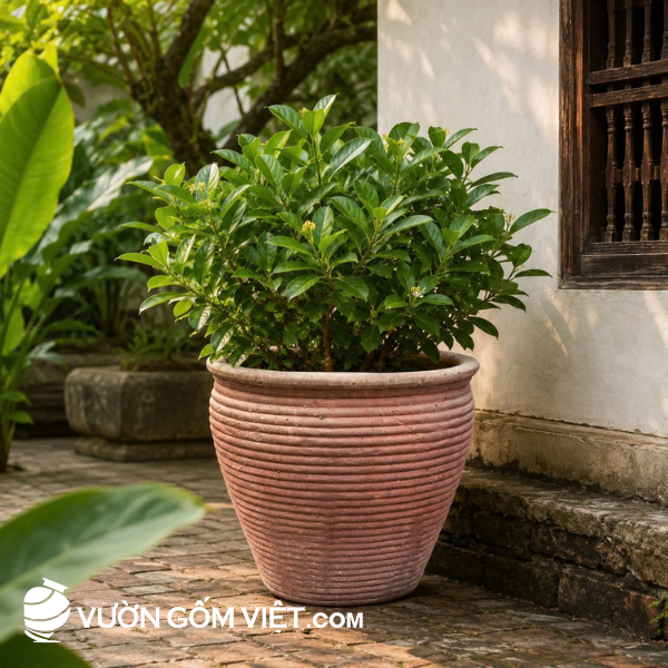 chậu trồng cây