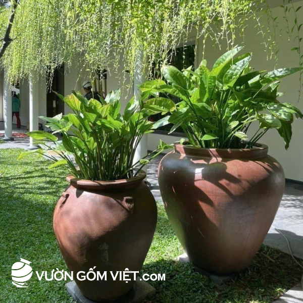 chậu trồng cây sân vườn