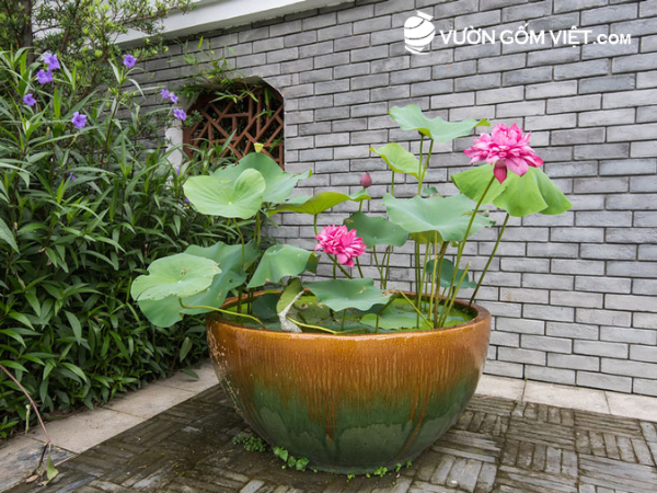 chậu trồng sen