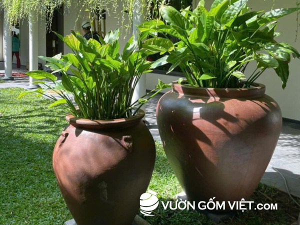 chậu trồng cây