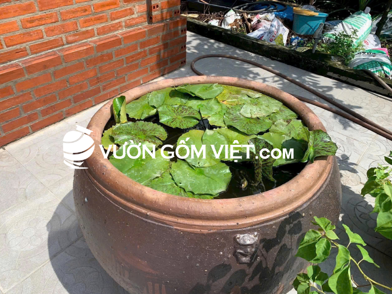 lu vú trồng sen trồng súng