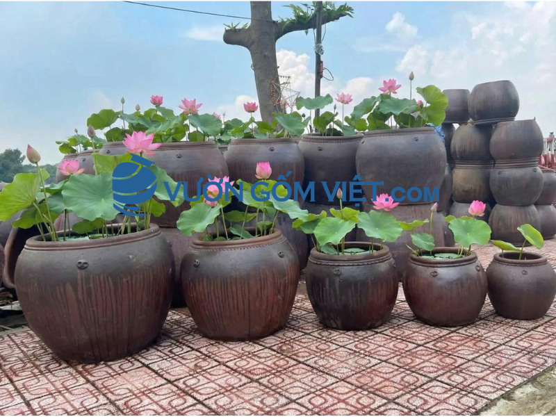 chậu trồng sen 