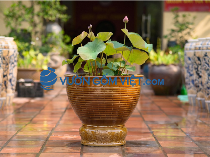 chậu gốm tráng men