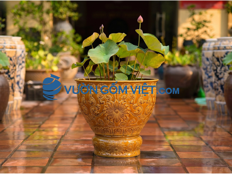 chậu gốm Bát Tràng trồng sen