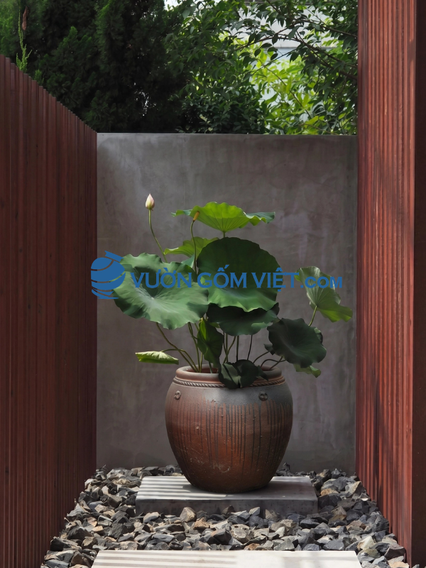 lu vú trồng sen decor sân vườn