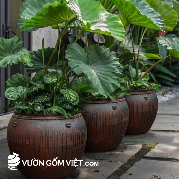 chum gốm mộc decor