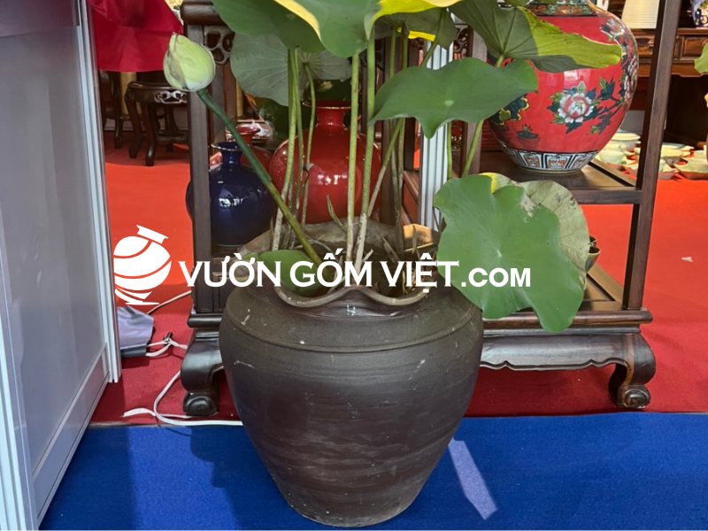 chum sành trồng sen