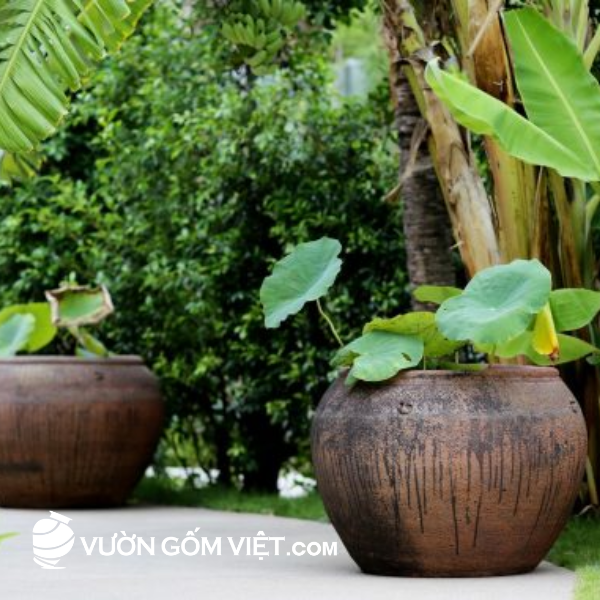 chậu gốm mộc decor