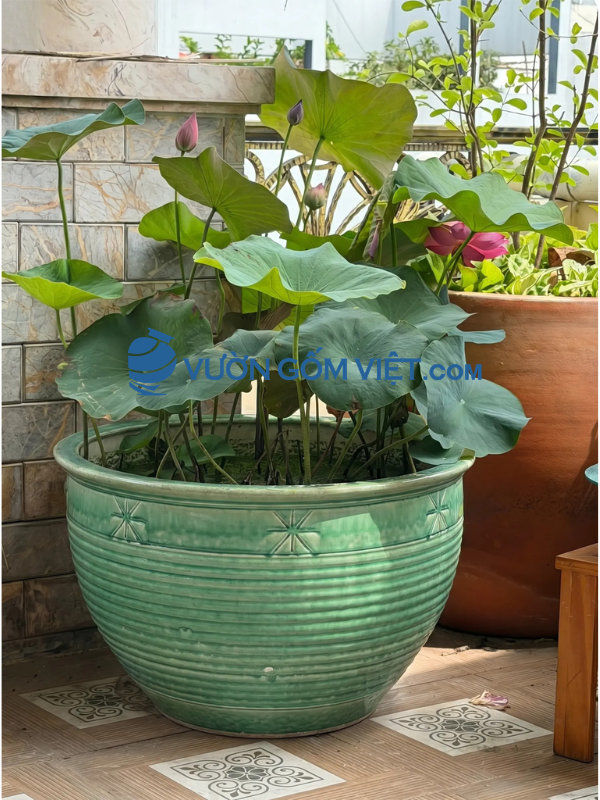 chậu trồng sen đẹp
