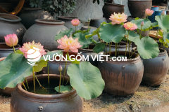 Chậu gốm cỡ lớn trồng cây gì đẹp cho biệt thự, resort và sảnh khách sạn?