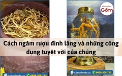 Cách ngâm rượu đinh lăng và những công dụng tuyệt vời của chúng
