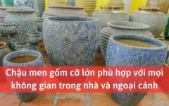 Chậu men gốm cỡ lớn phù hợp với mọi không gian trong nhà và ngoại cảnh