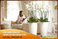 Chọn chậu cây cảnh trang trí phòng khách như thế nào?