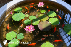 Chậu đất nuôi cá thủy sinh cỡ lớn mua ở đâu? giá bán bao nhiêu tiền 1 cái?