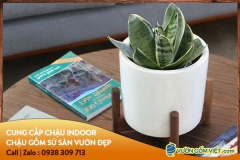 Địa chỉ mua chậu trang trí để bàn Tphcm giá sỉ