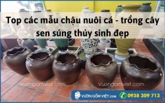 Top các mẫu chậu nuôi cá - trồng cây sen súng thủy sinh đẹp